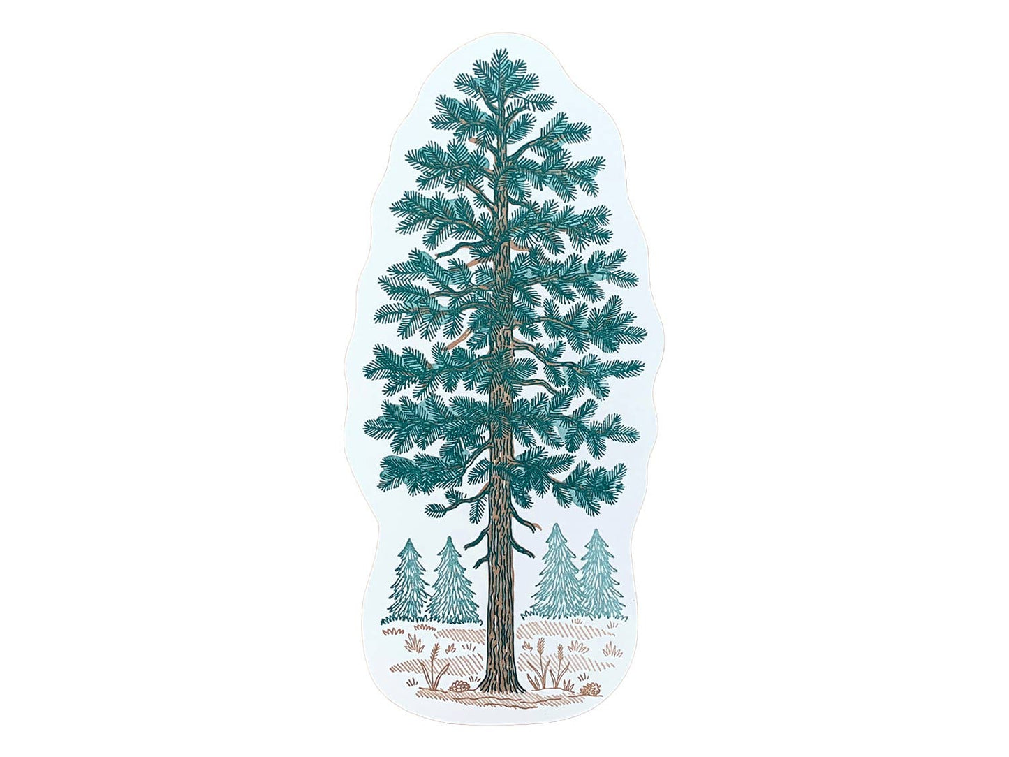 Pine Tree Postcard